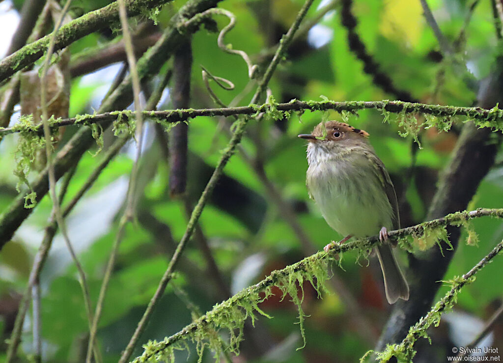 Scale-crested Pygmy Tyrantadult