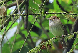 Scale-crested Pygmy Tyrant