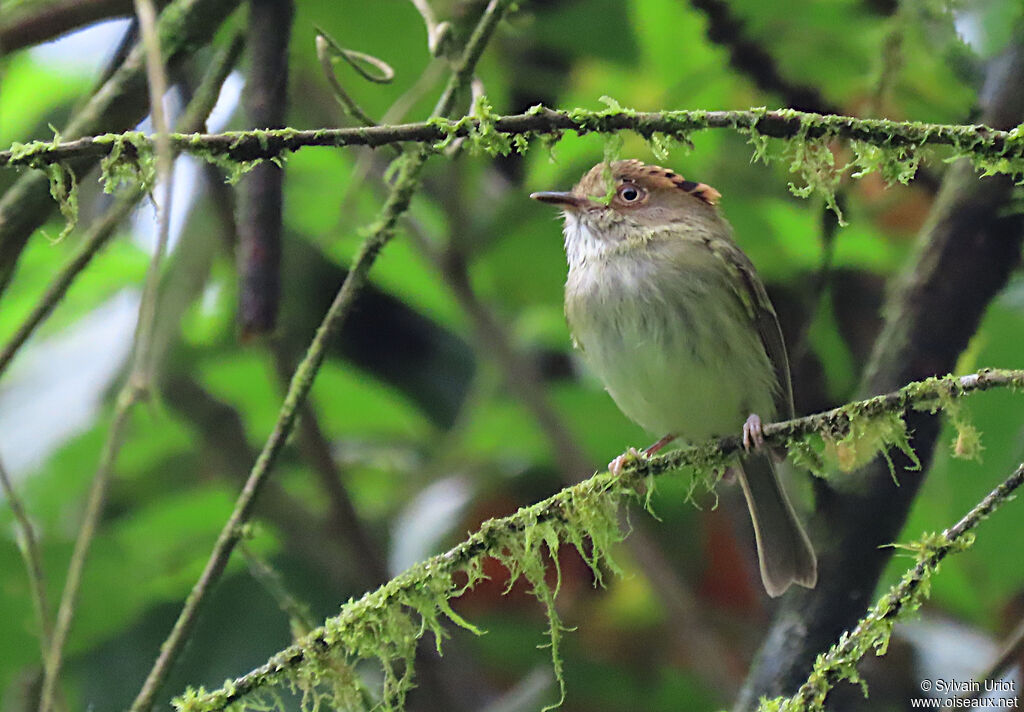 Scale-crested Pygmy Tyrant