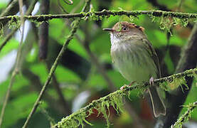 Scale-crested Pygmy Tyrant