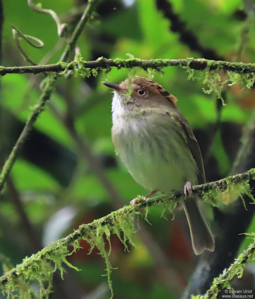 Scale-crested Pygmy Tyrant