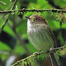 Microtyran chevelu