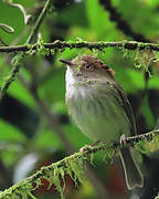 Scale-crested Pygmy Tyrant