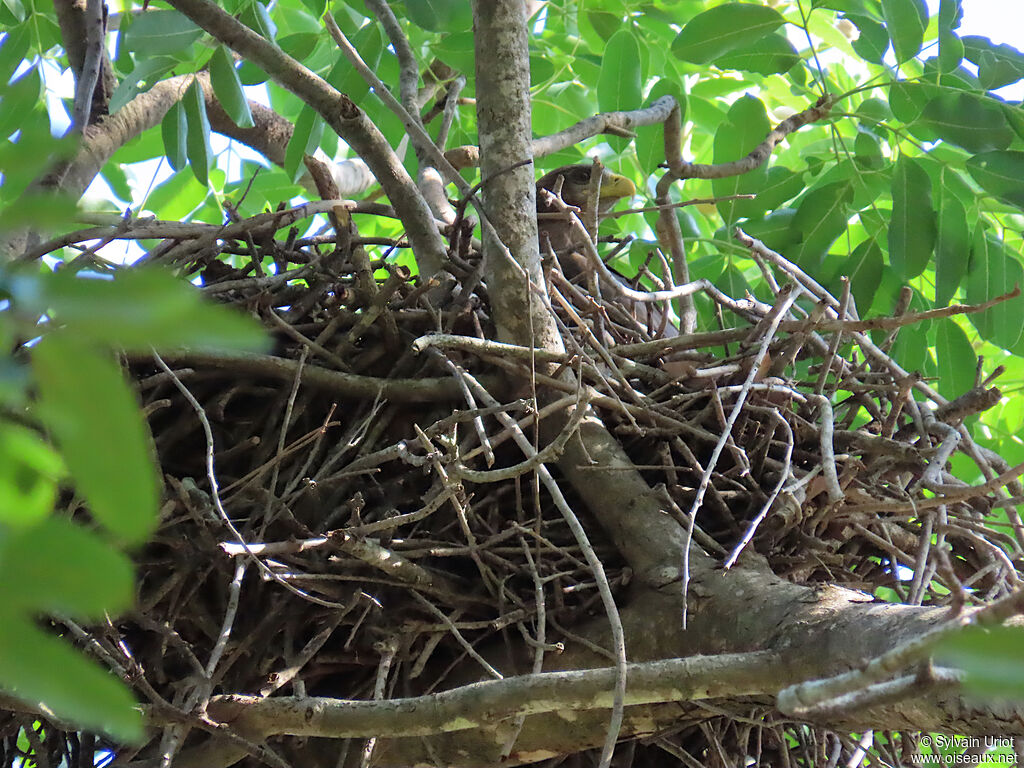 Yellow-billed Kiteadult, Reproduction-nesting