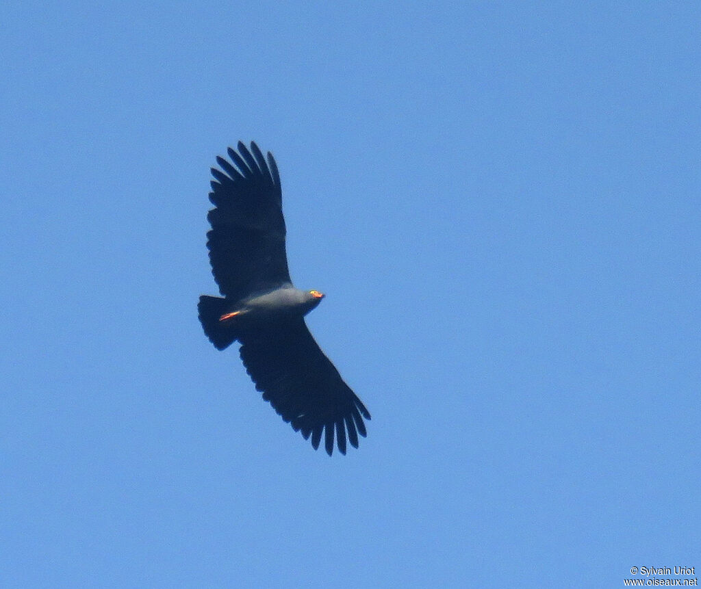 Slender-billed Kiteadult