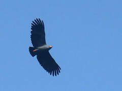 Slender-billed Kite