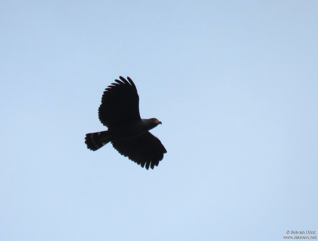 Slender-billed Kiteimmature