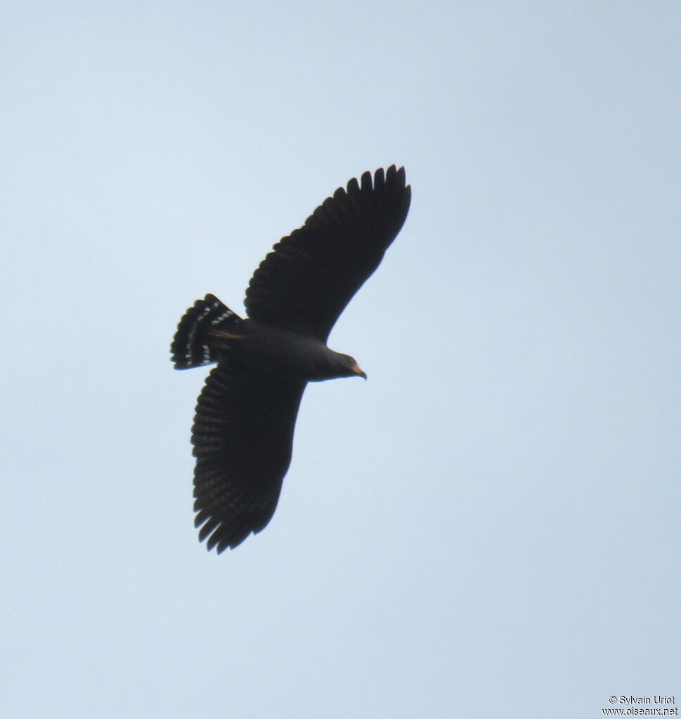 Slender-billed Kiteimmature