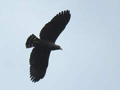 Slender-billed Kite