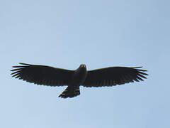 Slender-billed Kite