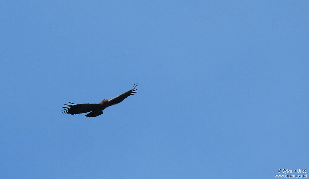 Slender-billed Kiteadult