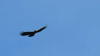 Slender-billed Kite