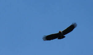 Slender-billed Kite