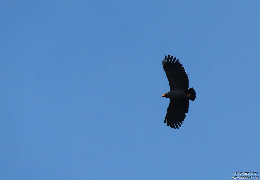 Slender-billed Kiteadult