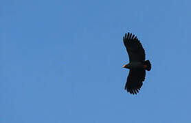 Slender-billed Kite