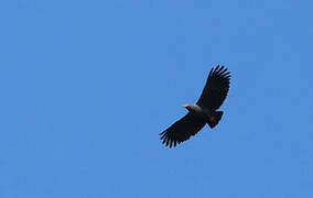 Slender-billed Kite