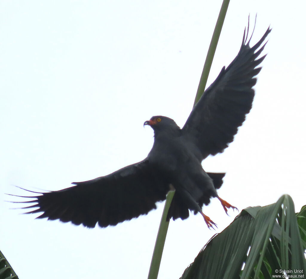 Slender-billed Kiteadult