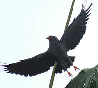 Slender-billed Kite