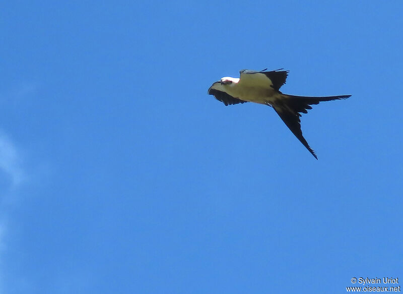 Swallow-tailed Kiteadult