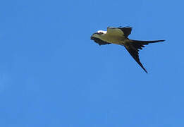 Swallow-tailed Kite