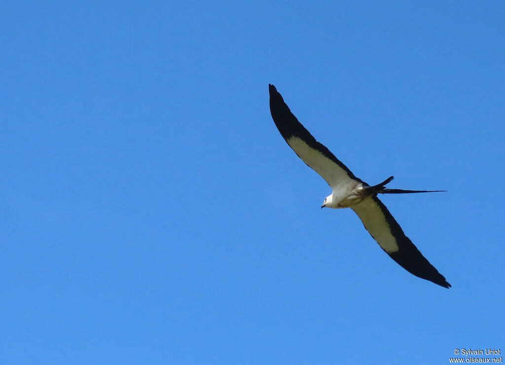 Swallow-tailed Kiteadult