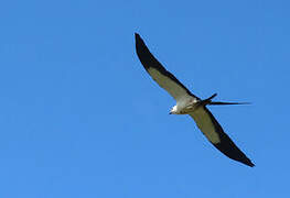 Swallow-tailed Kite