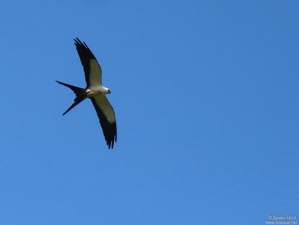 Swallow-tailed Kiteadult