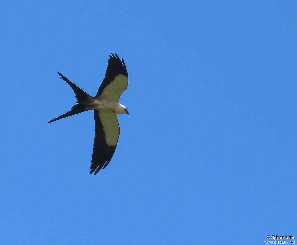 Swallow-tailed Kiteadult