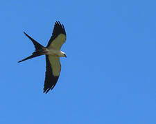 Swallow-tailed Kite