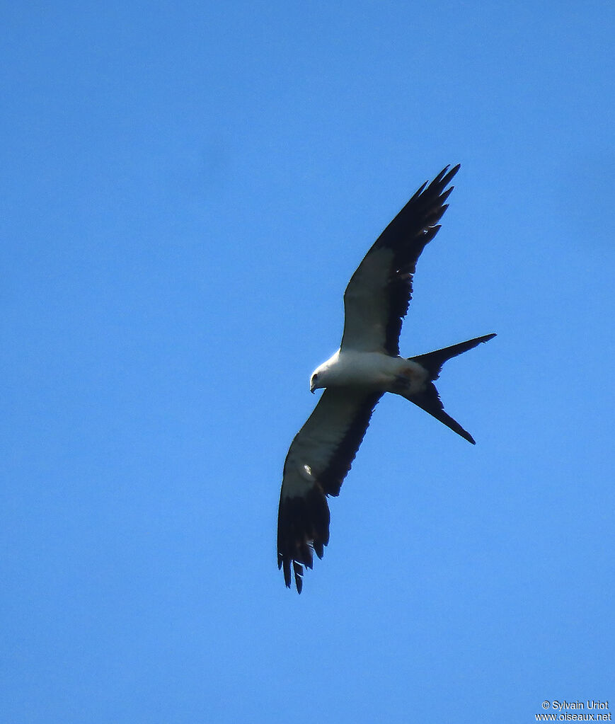 Swallow-tailed Kiteadult