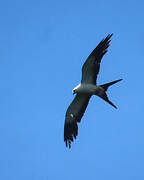 Swallow-tailed Kite