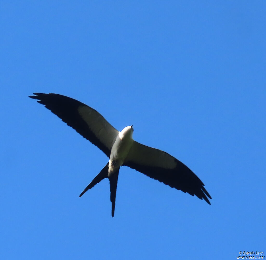 Swallow-tailed Kiteadult