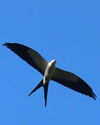 Swallow-tailed Kite