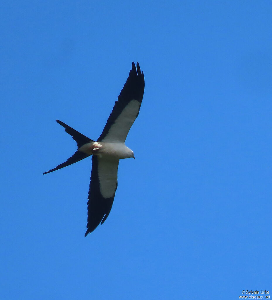 Swallow-tailed Kiteadult