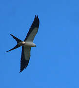 Swallow-tailed Kite