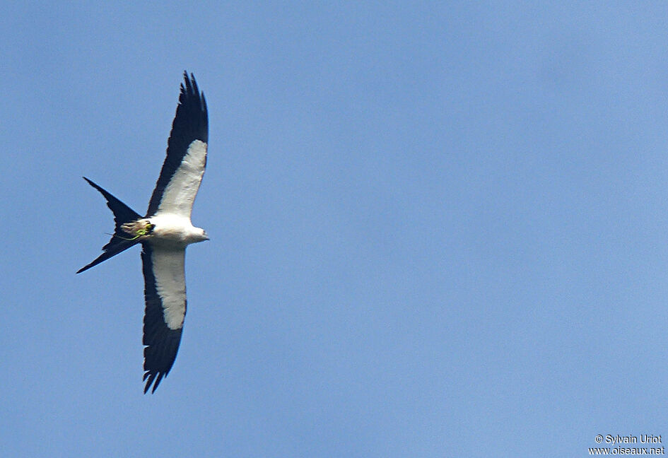 Swallow-tailed Kite