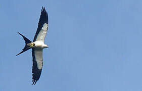 Swallow-tailed Kite