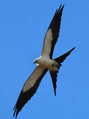 Milan à queue fourchue