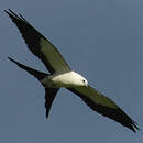 Milan à queue fourchue