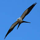 Milan à queue fourchue