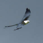 Milan à queue fourchue