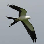 Milan à queue fourchue