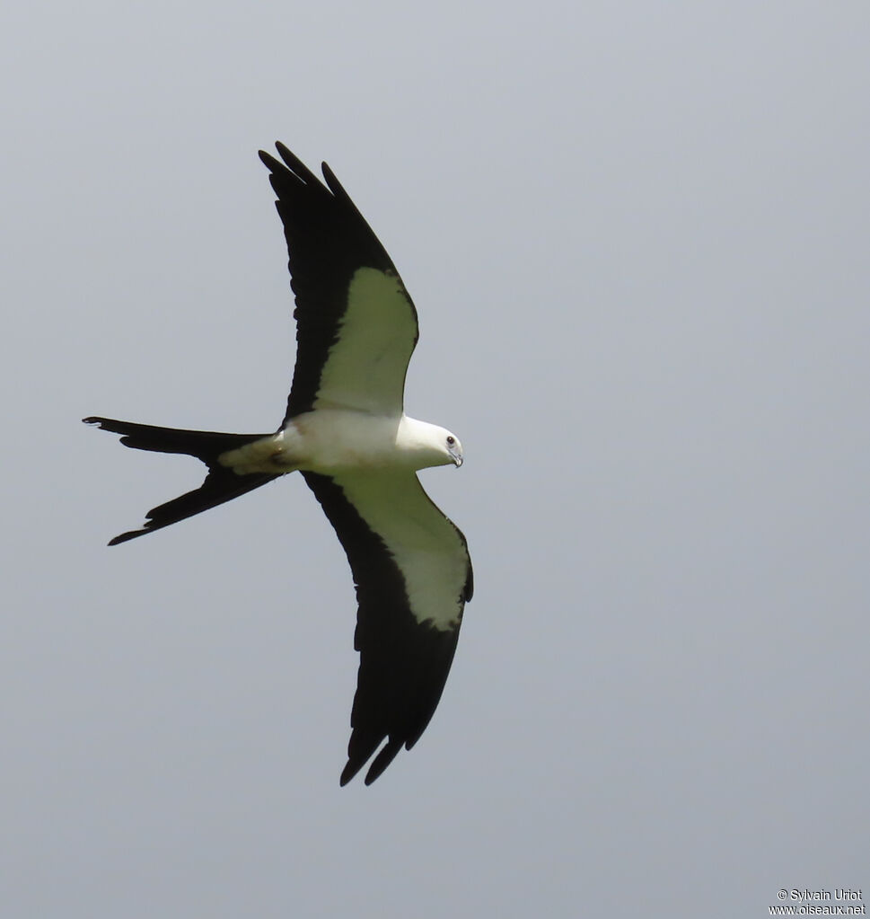 Milan à queue fourchue