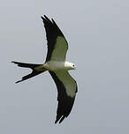 Milan à queue fourchue