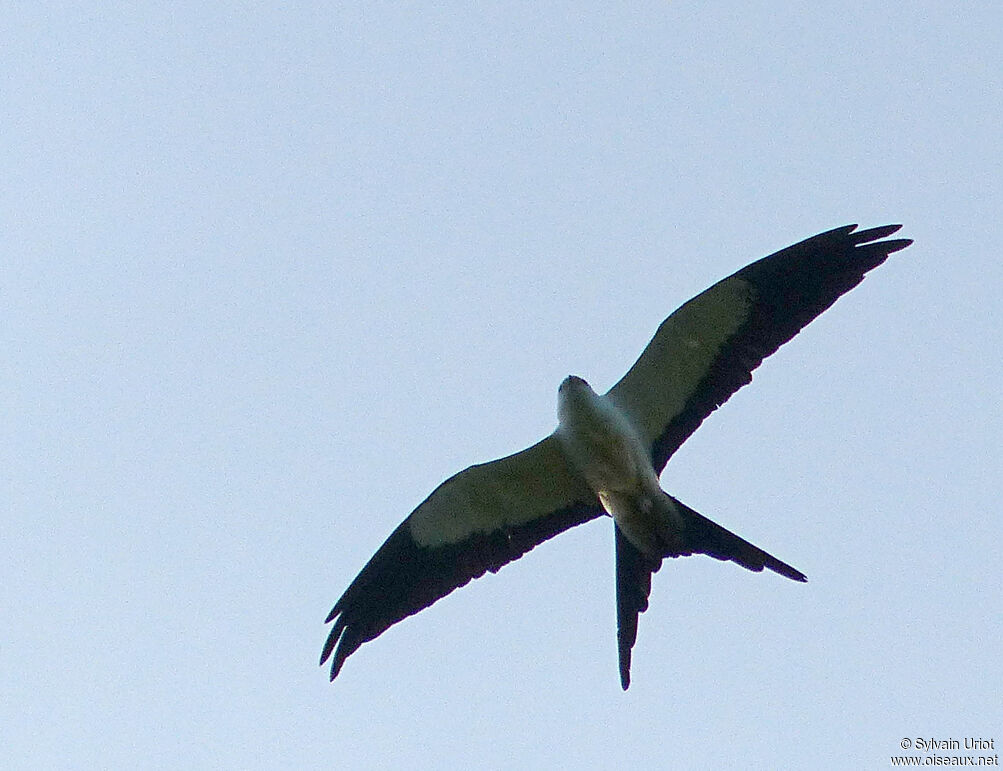 Swallow-tailed Kite