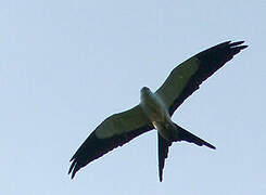 Swallow-tailed Kite