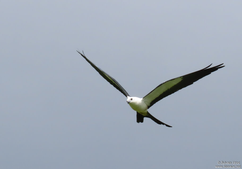 Milan à queue fourchue