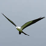 Milan à queue fourchue