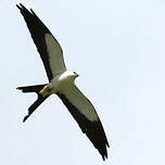 Milan à queue fourchue