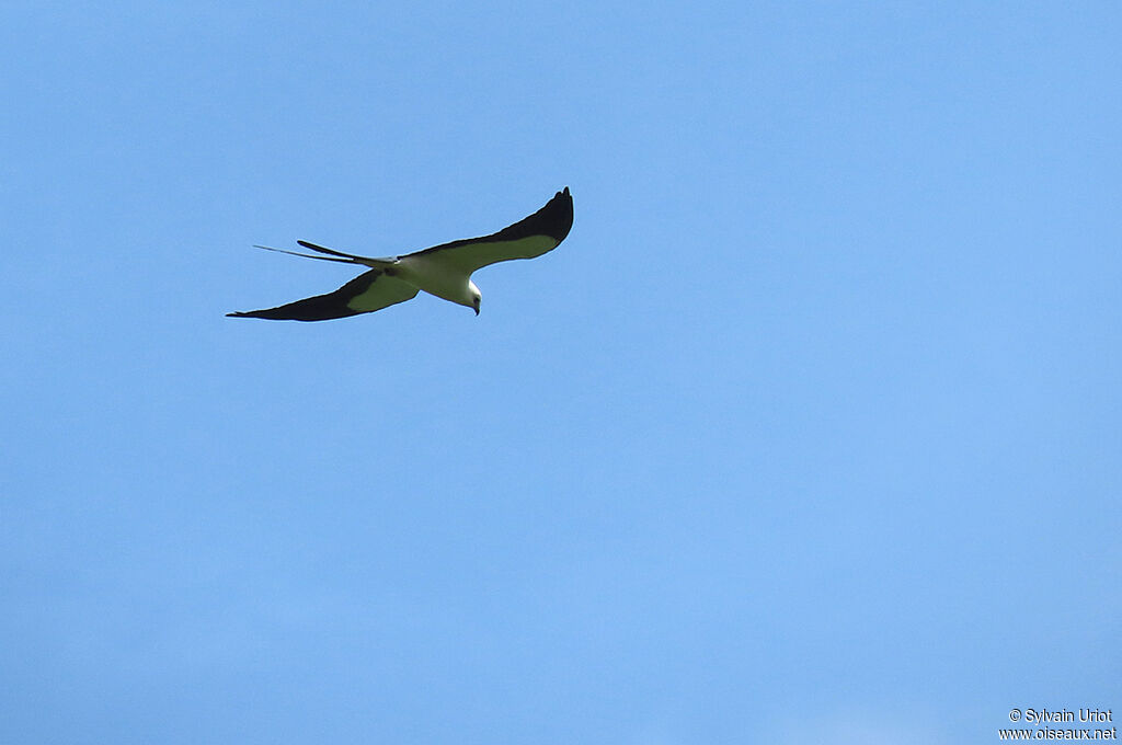 Swallow-tailed Kiteadult